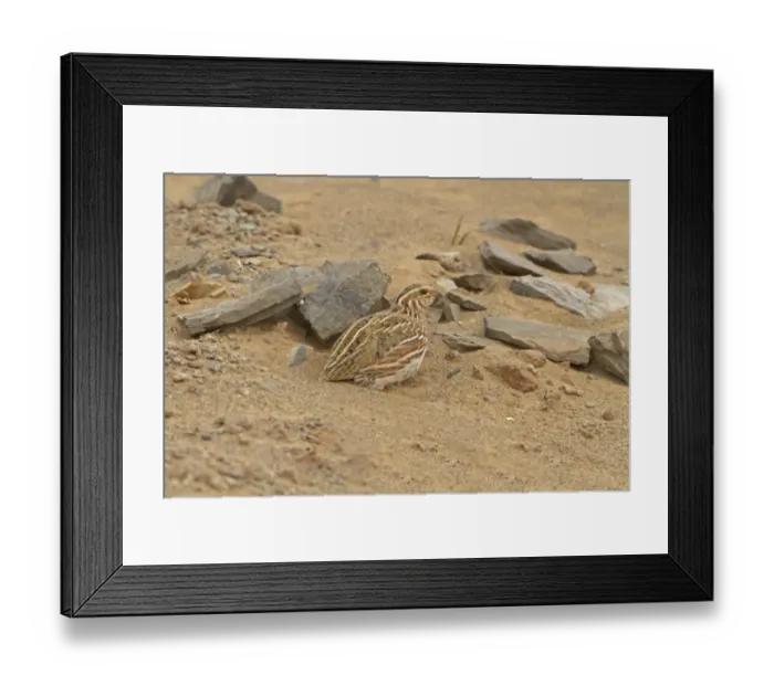 Framed Print : Common Quail (Coturnix coturnix) adult, on migration in desert, Morocco, March Framed Print : Common Quail (Coturnix coturnix) adult, on migration in desert, Morocco, March