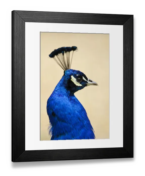 Framed Print : Indian Peafowl (Pavo cristatus) adult male, close-up of head and neck, Arne RSPB Reserve, Dorset, England, May Framed Print : Indian Peafowl (Pavo cristatus) adult male, close-up of head and neck, Arne RSPB Reserve, Dorset, England, May