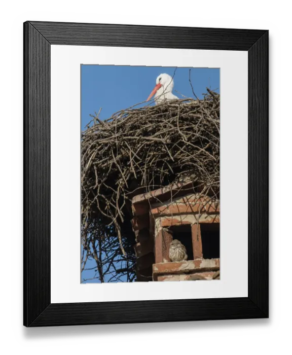 Framed Print : Little Owl (Athene noctua) adult, roosting on chimney under White Stork (Ciconia ciconia) nest, Italy, December Framed Print : Little Owl (Athene noctua) adult, roosting on chimney under White Stork (Ciconia ciconia) nest, Italy, December