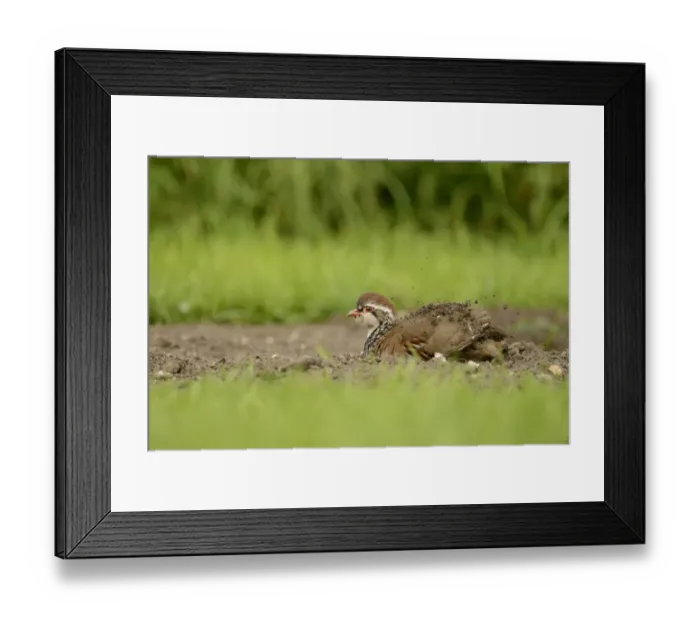 Framed Print : Red-legged Partridge (Alectoris rufa) adult, dustbathing, Oxfordshire, England, September Framed Print : Red-legged Partridge (Alectoris rufa) adult, dustbathing, Oxfordshire, England, September