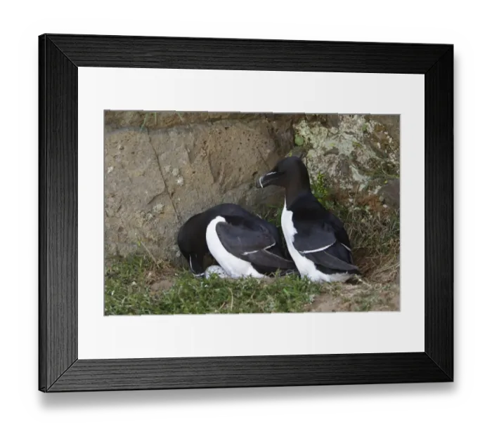 Framed Print : Razorbill (Alca torda) adult pair, breeding plumage, turning egg at nest on cliff ledge, Skomer Island, Pembrokeshire Framed Print : Razorbill (Alca torda) adult pair, breeding plumage, turning egg at nest on cliff ledge, Skomer Island, Pembrokeshire