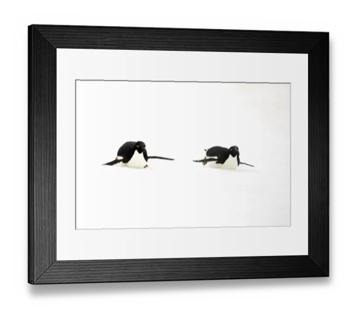 Framed Print : Adelie Penguin (Pygoscelis adeliae) two adults, tobogganing on snow, Devil Island, Weddell Sea, Antarctica, November Framed Print : Adelie Penguin (Pygoscelis adeliae) two adults, tobogganing on snow, Devil Island, Weddell Sea, Antarctica, November