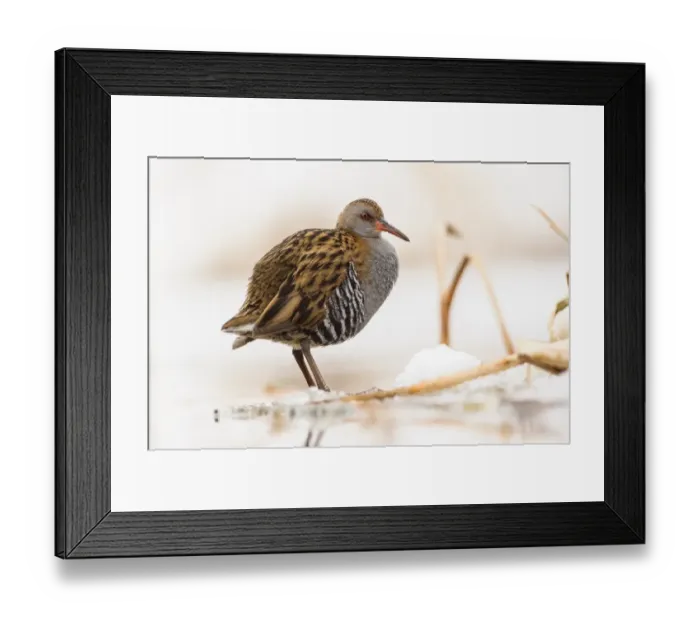 Framed Print : Water Rail (Rallus aquaticus) adult, foraging on snow covered ice, Racconigi, Cuneo Province, Piedmont, Italy, February Framed Print : Water Rail (Rallus aquaticus) adult, foraging on snow covered ice, Racconigi, Cuneo Province, Piedmont, Italy, February