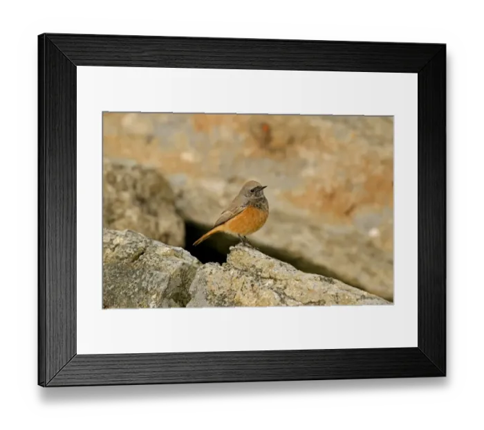 Framed Print : Eastern Black Redstart (Phoenicurus ochruros phoenicuroides) adult male, vagrant, perched on rock, Holy Island Framed Print : Eastern Black Redstart (Phoenicurus ochruros phoenicuroides) adult male, vagrant, perched on rock, Holy Island