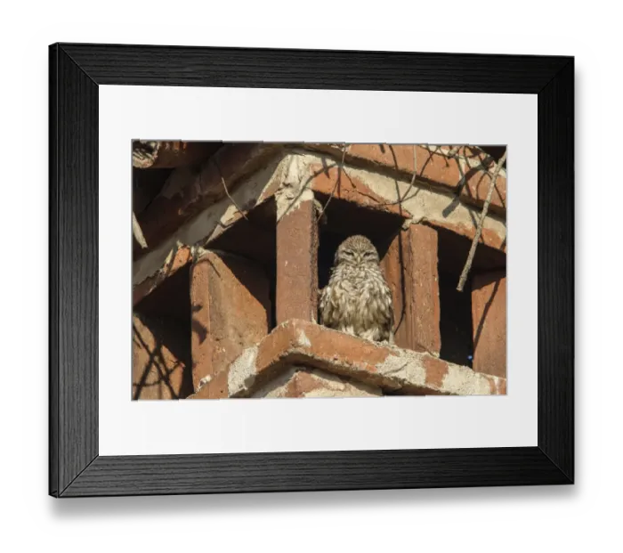 Framed Print : Little Owl (Athene noctua) adult, roosting on chimney under White Stork (Ciconia ciconia) nest, Italy, December Framed Print : Little Owl (Athene noctua) adult, roosting on chimney under White Stork (Ciconia ciconia) nest, Italy, December