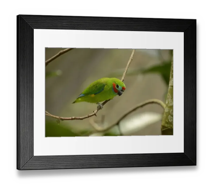 Framed Print : Double-eyed Fig-parrot (Cyclopsitta diophthalma) adult, perched on twig, Queensland, Australia, November Framed Print : Double-eyed Fig-parrot (Cyclopsitta diophthalma) adult, perched on twig, Queensland, Australia, November
