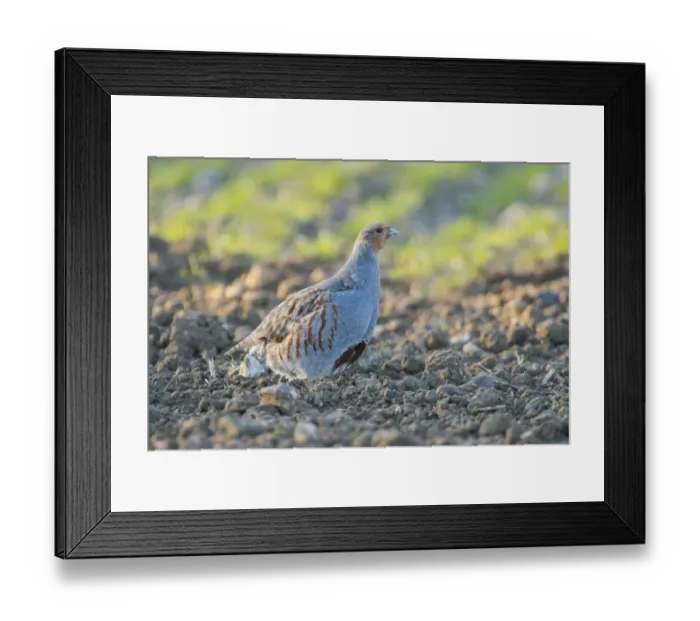Framed Print : Grey Partridge (Perdix perdix) adult male, gleaning for seeds, standing on arable field margin, Norfolk, England, April Framed Print : Grey Partridge (Perdix perdix) adult male, gleaning for seeds, standing on arable field margin, Norfolk, England, April