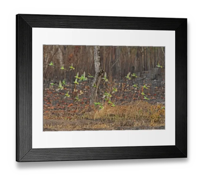 Framed Print : Red-breasted Parakeet (Psittacula alexandri fasciata) and Blossom-headed Parakeet (Psittacula roseata juneae) Framed Print : Red-breasted Parakeet (Psittacula alexandri fasciata) and Blossom-headed Parakeet (Psittacula roseata juneae)