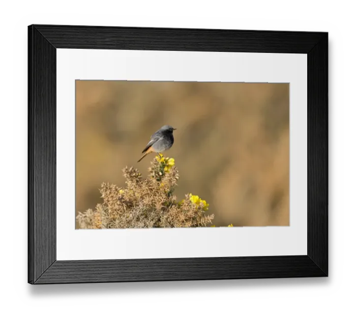 Framed Print : Black Redstart (Phoenicurus ochruros) adult male, perched on flowering gorse, Suffolk, England, May Framed Print : Black Redstart (Phoenicurus ochruros) adult male, perched on flowering gorse, Suffolk, England, May
