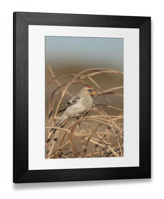 Framed Print : Hornemanns Arctic Redpoll (Carduelis hornemanni hornemanni) immature, first winter plumage Framed Print : Hornemanns Arctic Redpoll (Carduelis hornemanni hornemanni) immature, first winter plumage