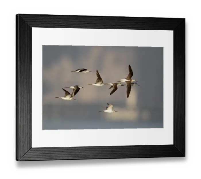 Framed Print : Marsh Sandpiper (Tringa stagnatilis) flock, in flight, Mai Po, New Territories, Hong Kong, China, September Framed Print : Marsh Sandpiper (Tringa stagnatilis) flock, in flight, Mai Po, New Territories, Hong Kong, China, September