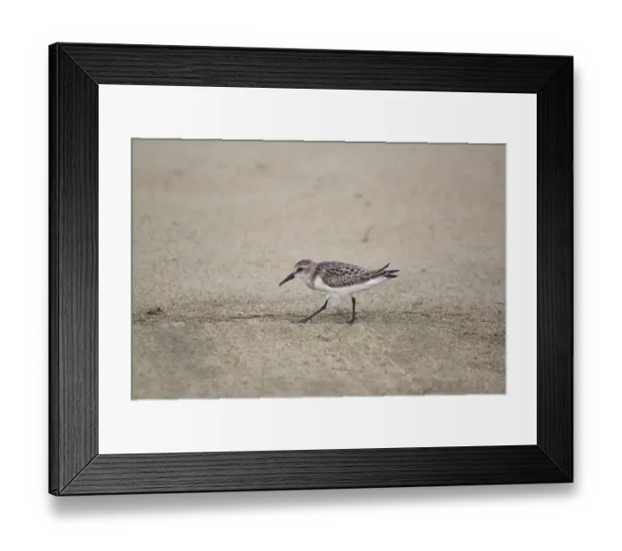 Framed Print : Semipalmated Sandpiper (Calidris pusilla) immature, first winter plumage, walking on sand, Tobago, Trinidad and Tobago Framed Print : Semipalmated Sandpiper (Calidris pusilla) immature, first winter plumage, walking on sand, Tobago, Trinidad and Tobago