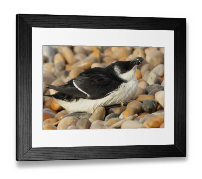 Framed Print : Razorbill (Alca torda) adult, winter plumage, washed ashore after contamination from polyisobutene oil additive at sea Framed Print : Razorbill (Alca torda) adult, winter plumage, washed ashore after contamination from polyisobutene oil additive at sea