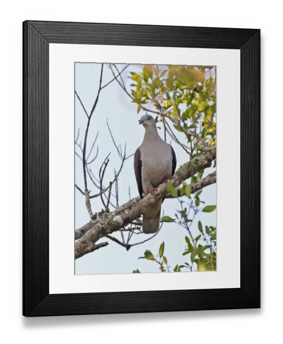 Framed Print : Mountain Imperial-pigeon (Ducula badia griseicapilla) adult, perched on branch, Dakdam Highland, Cambodia, January Framed Print : Mountain Imperial-pigeon (Ducula badia griseicapilla) adult, perched on branch, Dakdam Highland, Cambodia, January