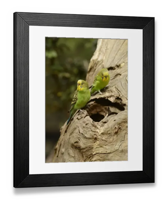 Framed Print : Budgerigar (Melopsittacus undulatus) adult pair, at entrance to nesthole in dead tree, Victoria, Australia, November Framed Print : Budgerigar (Melopsittacus undulatus) adult pair, at entrance to nesthole in dead tree, Victoria, Australia, November