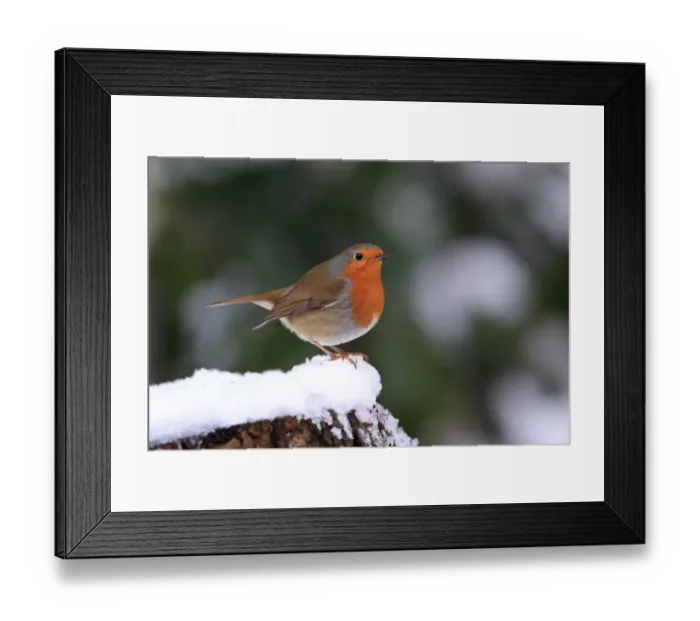 Framed Print : European Robin (Erithacus rubecula) adult, perched on snow covered stump, Whitlingham Country Park, River Yare Framed Print : European Robin (Erithacus rubecula) adult, perched on snow covered stump, Whitlingham Country Park, River Yare