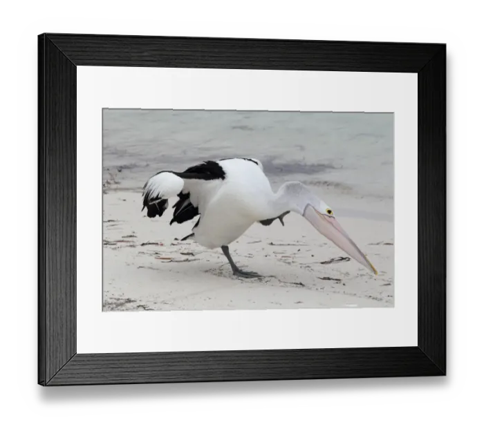 Framed Print : Australian Pelican (Pelecanus conspicillatus) adult, scratching, standing on beach, Western Australia, Australia Framed Print : Australian Pelican (Pelecanus conspicillatus) adult, scratching, standing on beach, Western Australia, Australia