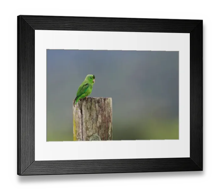 Framed Print : Green-rumped Parrotlet (Forpus passerinus) adult male, perched on post, Trinidad, Trinidad and Tobago, April Framed Print : Green-rumped Parrotlet (Forpus passerinus) adult male, perched on post, Trinidad, Trinidad and Tobago, April