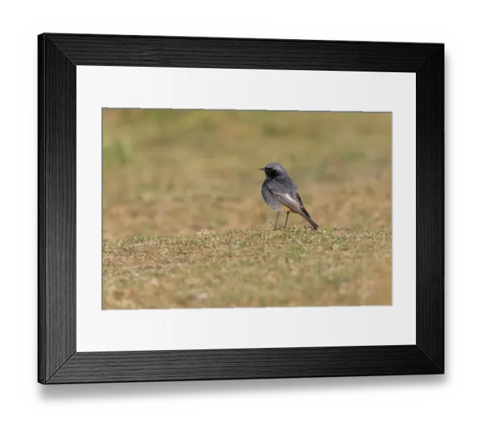 Framed Print : Black Redstart (Phoenicurus ochruros) adult male, standing on short grass, Suffolk, England, May Framed Print : Black Redstart (Phoenicurus ochruros) adult male, standing on short grass, Suffolk, England, May