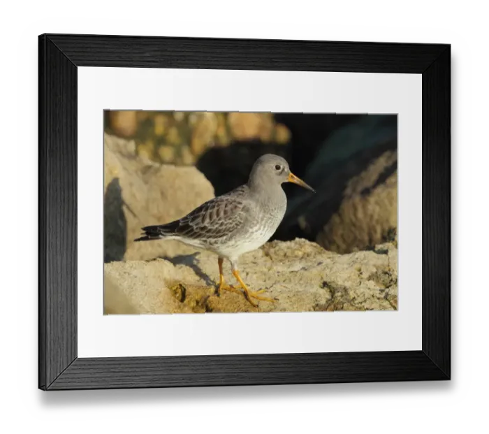 Framed Print : Purple Sandpiper (Calidris maritima) adult, non-breeding plumage, standing on rocks, Sandbanks, Poole, Dorset, England