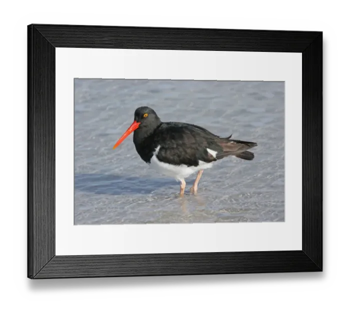 Framed Print : Magellanic Oystercatcher (Haematopus leucopodus) adult, walking in shallow water, Carcass Island, Falkland Islands Framed Print : Magellanic Oystercatcher (Haematopus leucopodus) adult, walking in shallow water, Carcass Island, Falkland Islands