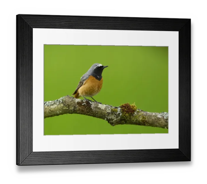 Framed Print : Common Redstart (Phoenicurus phoenicurus) adult male, perched on branch, Peak District, Derbyshire, England, June