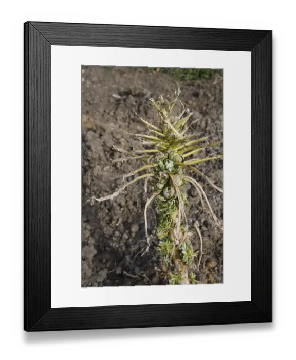 Framed Print : Wood Pigeon (Columba palumbus) feeding damage to Brussels Sprout (Brassica oleracea) crop in garden vegetable plot Framed Print : Wood Pigeon (Columba palumbus) feeding damage to Brussels Sprout (Brassica oleracea) crop in garden vegetable plot