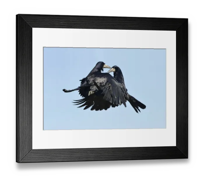 Framed Print : Rook (Corvus frugilegus) two adults, in flight, fighting in mid-air, Oxfordshire, England, March Framed Print : Rook (Corvus frugilegus) two adults, in flight, fighting in mid-air, Oxfordshire, England, March