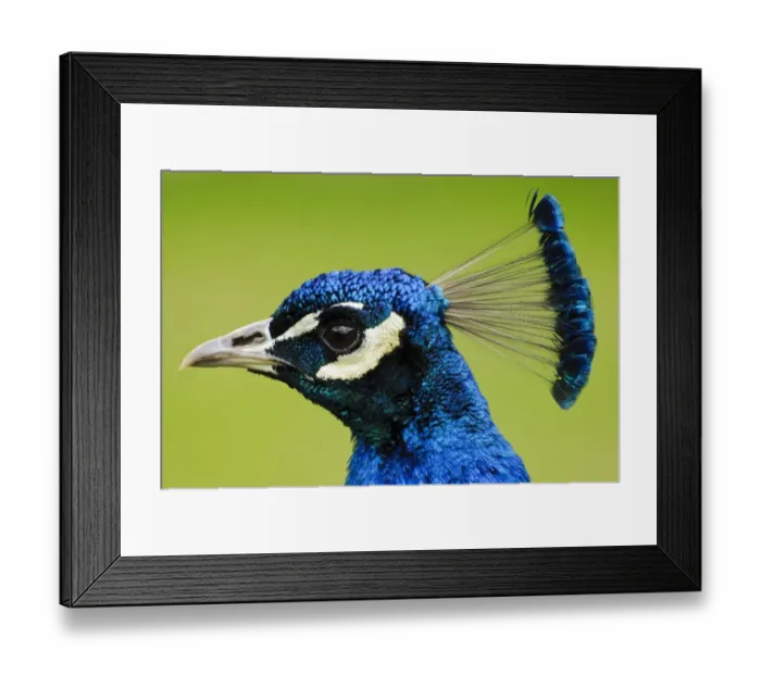 Framed Print : Indian Peafowl (Pavo cristatus) adult male, close-up of head, Arne RSPB Reserve, Dorset, England, May Framed Print : Indian Peafowl (Pavo cristatus) adult male, close-up of head, Arne RSPB Reserve, Dorset, England, May