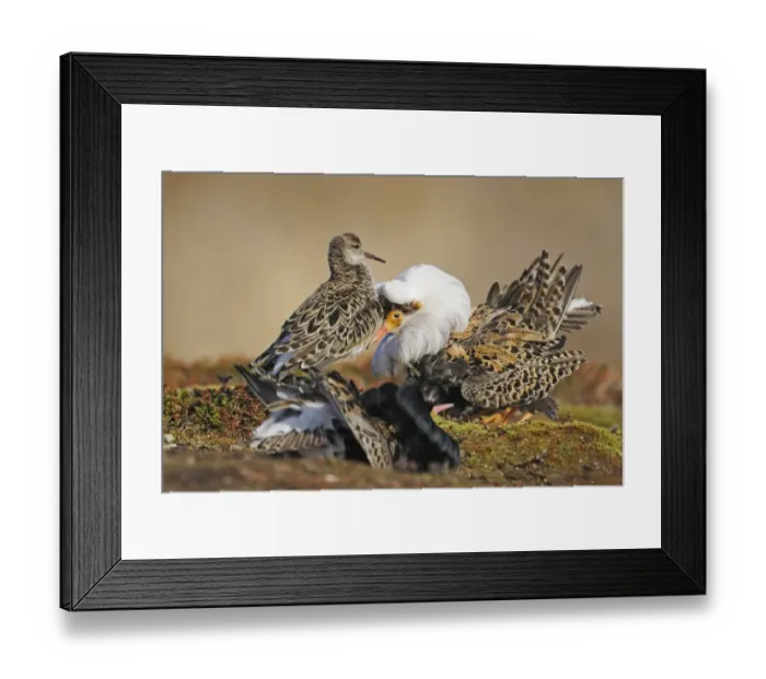 Framed Print : Ruff (Philomachus pugnax) adult males, breeding plumage, territorial and satellite forms displaying to adult female Framed Print : Ruff (Philomachus pugnax) adult males, breeding plumage, territorial and satellite forms displaying to adult female