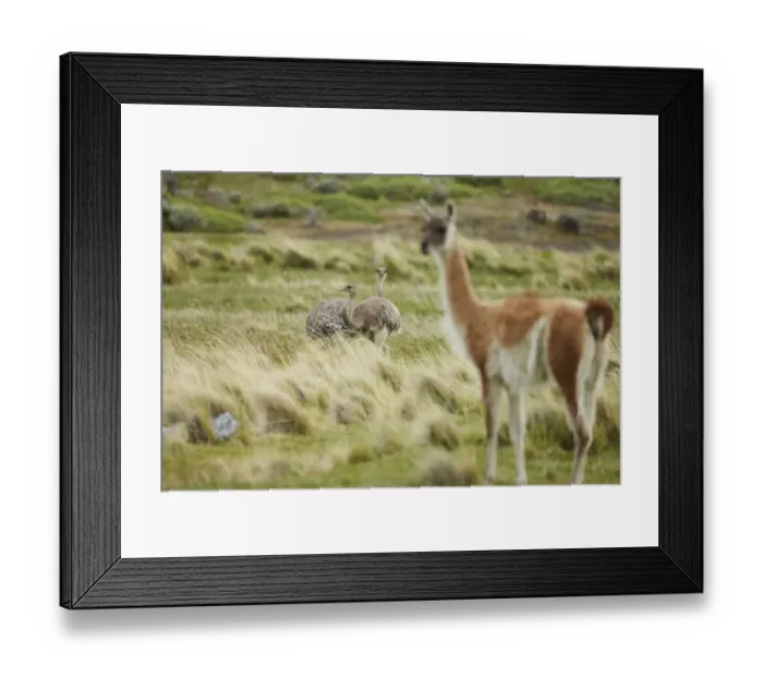Framed Print : Lesser Rhea (Rhea pennata) two adults, with Guanaco (Lama guanicoe) in foreground, Torres del Paine N. P Framed Print : Lesser Rhea (Rhea pennata) two adults, with Guanaco (Lama guanicoe) in foreground, Torres del Paine N. P