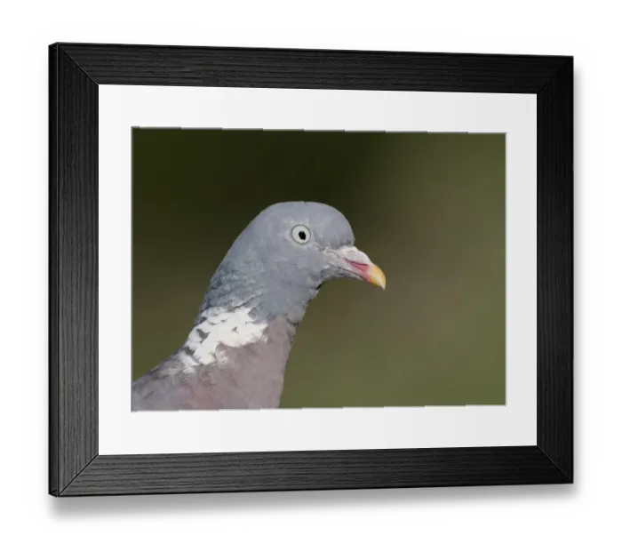 Framed Print : Wood Pigeon (Columba palumbus) adult, close-up of head, Warwickshire, England, October Framed Print : Wood Pigeon (Columba palumbus) adult, close-up of head, Warwickshire, England, October