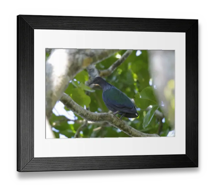 Framed Print : Nicobar Pigeon (Caloenas nicobarica) adult, perched on branch, Restorf Island, Kimbe Bay, West New Britain Province Framed Print : Nicobar Pigeon (Caloenas nicobarica) adult, perched on branch, Restorf Island, Kimbe Bay, West New Britain Province