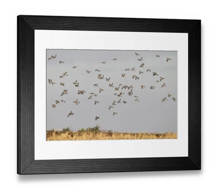 Framed Print : Wood Pigeon (Columba palumbus) flock, in flight over maize crop, Norfolk, England, January Framed Print : Wood Pigeon (Columba palumbus) flock, in flight over maize crop, Norfolk, England, January