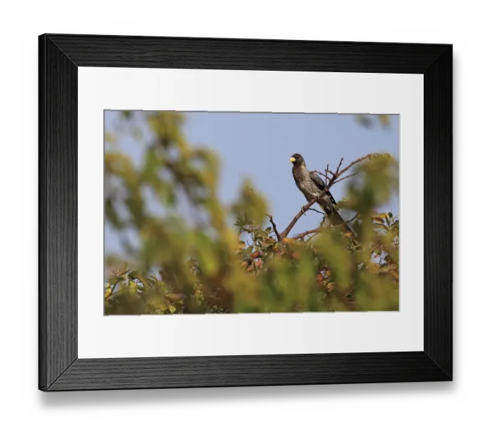 Framed Print : Western Grey Plantain-eater (Crinifer piscator) adult, perched on branch, Gambia, January Framed Print : Western Grey Plantain-eater (Crinifer piscator) adult, perched on branch, Gambia, January