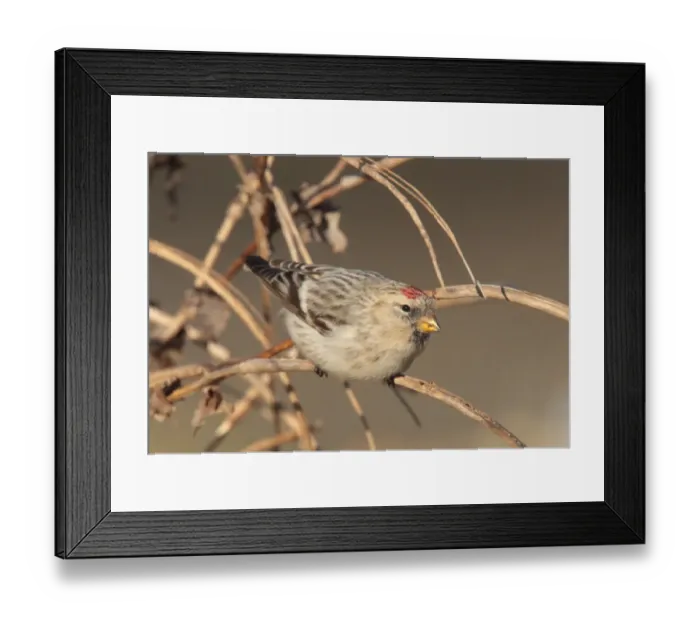 Framed Print : Hornemanns Arctic Redpoll (Carduelis hornemanni hornemanni) immature, first winter plumage