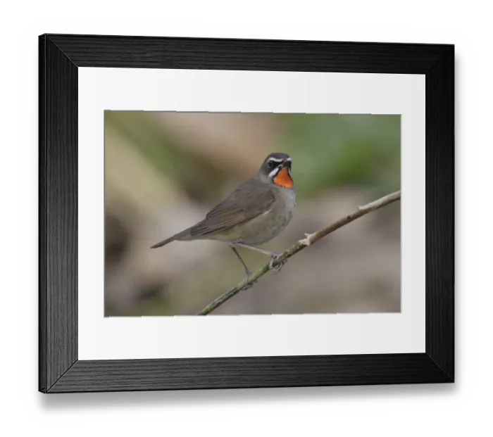 Framed Print : Siberian Rubythroat (Luscinia calliope) adult male, perched on stem, Long Valley, New Territories, Hong Kong, China Framed Print : Siberian Rubythroat (Luscinia calliope) adult male, perched on stem, Long Valley, New Territories, Hong Kong, China