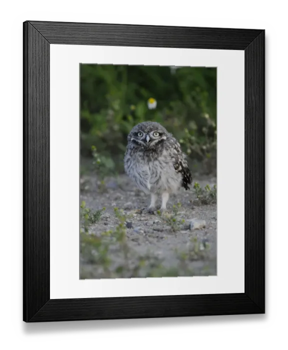 Framed Print : Little Owl (Athene noctua) chick, recently fledged, standing on ground, Norfolk, England, July Framed Print : Little Owl (Athene noctua) chick, recently fledged, standing on ground, Norfolk, England, July