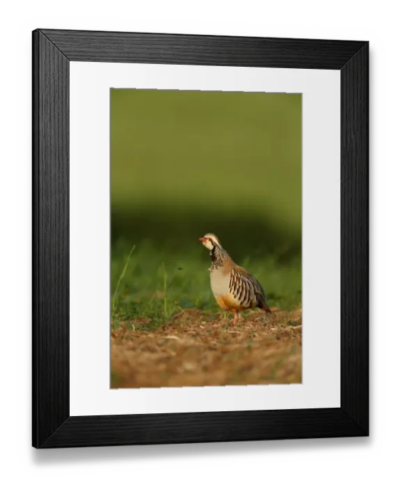 Framed Print : Red-legged Partridge (Alectoris rufa) adult, calling, standing in field, Warwickshire, England, June Framed Print : Red-legged Partridge (Alectoris rufa) adult, calling, standing in field, Warwickshire, England, June