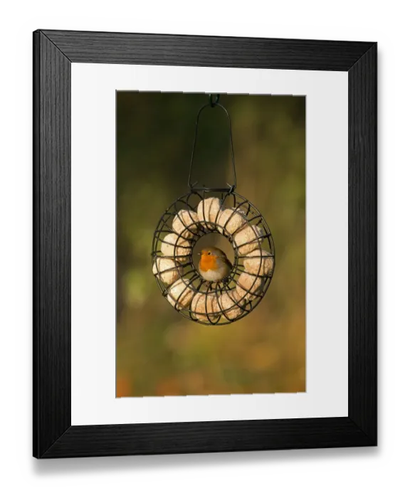 Framed Print : European Robin (Erithacus rubecula) adult, feeding, perched on hanging fat ball birdfeeder, Merseyside, England
