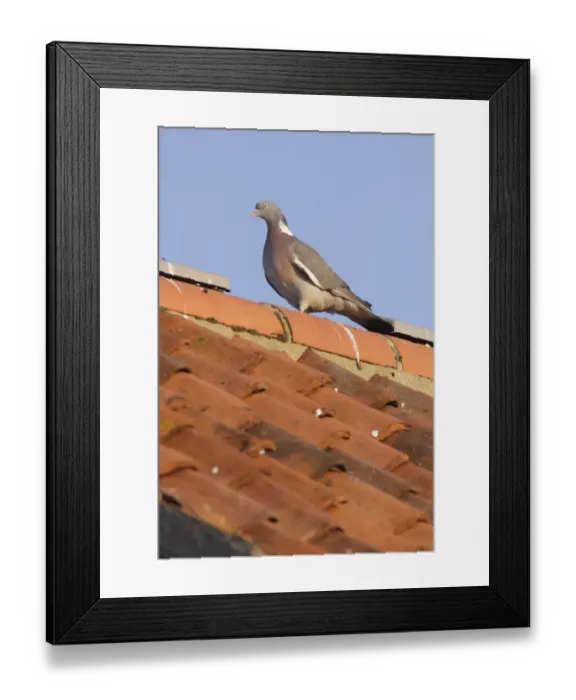 Framed Print : Wood Pigeon (Columba palumbus) adult, perched on tiled roof in evening sunlight, Bempton, East Yorkshire, England, July Framed Print : Wood Pigeon (Columba palumbus) adult, perched on tiled roof in evening sunlight, Bempton, East Yorkshire, England, July