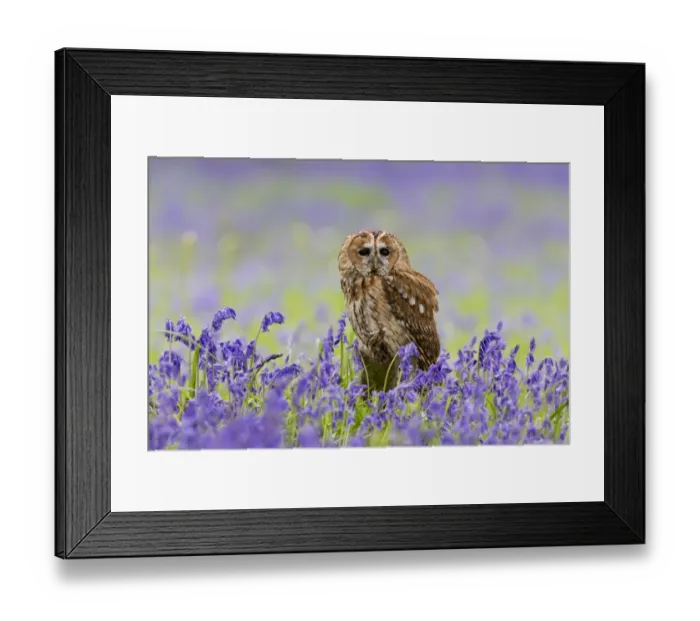Framed Print : Tawny Owl (Strix aluco) adult, perched on log amongst Bluebell (Hyacinthoides non-scripta) flowers, Suffolk, England Framed Print : Tawny Owl (Strix aluco) adult, perched on log amongst Bluebell (Hyacinthoides non-scripta) flowers, Suffolk, England