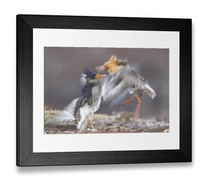 Framed Print : Ruff (Philomachus pugnax) two adult males, breeding plumage, territorial forms fighting at lek, blurred movement Framed Print : Ruff (Philomachus pugnax) two adult males, breeding plumage, territorial forms fighting at lek, blurred movement
