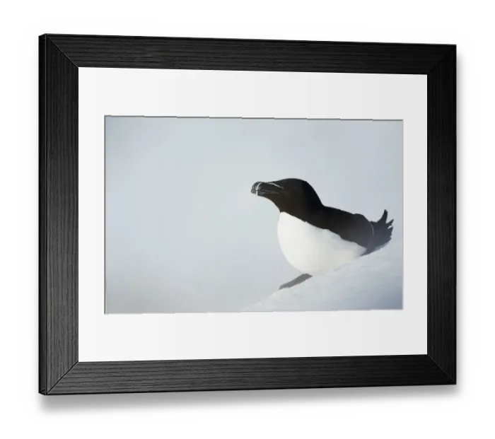 Framed Print : Razorbill (Alca torda) adult, breeding plumage, standing on snow covered cliff on early return to breeding grounds Framed Print : Razorbill (Alca torda) adult, breeding plumage, standing on snow covered cliff on early return to breeding grounds