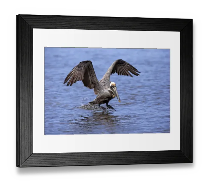 Framed Print : Brown Pelican (Pelecanus occidentalis) adult, breeding plumage, in flight, taking off from water, Sanibel Island Framed Print : Brown Pelican (Pelecanus occidentalis) adult, breeding plumage, in flight, taking off from water, Sanibel Island