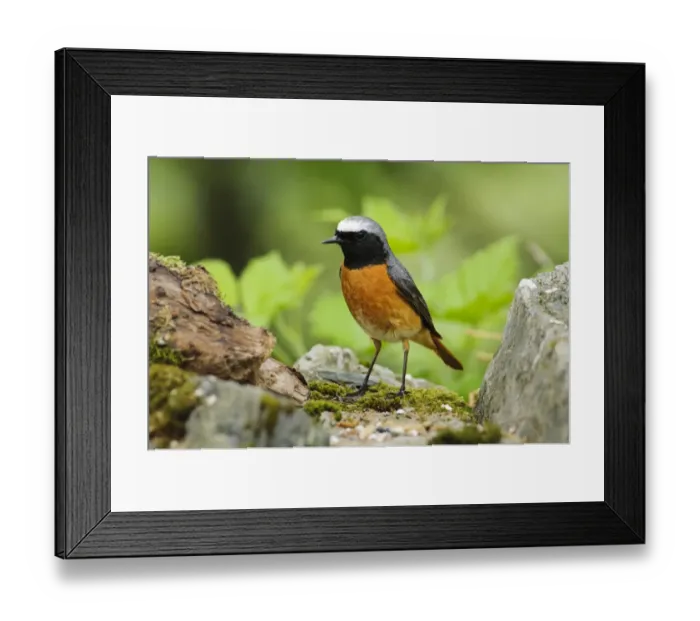 Framed Print : Common Redstart (Phoenicurus phoenicurus) adult male, standing on drystone wall, Gilfach Farm Nature Reserve Framed Print : Common Redstart (Phoenicurus phoenicurus) adult male, standing on drystone wall, Gilfach Farm Nature Reserve