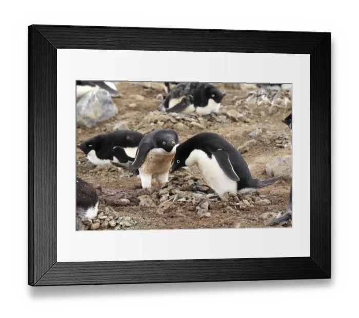 Framed Print : Adelie Penguin (Pygoscelis adeliae) adult pair, at nest in nesting colony, Devil Island, Weddell Sea, Antarctica
