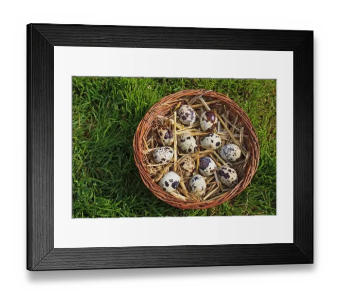 Framed Print : Common Quail (Coturnix coturnix) twelve eggs, in basket, Suffolk, England, May Framed Print : Common Quail (Coturnix coturnix) twelve eggs, in basket, Suffolk, England, May