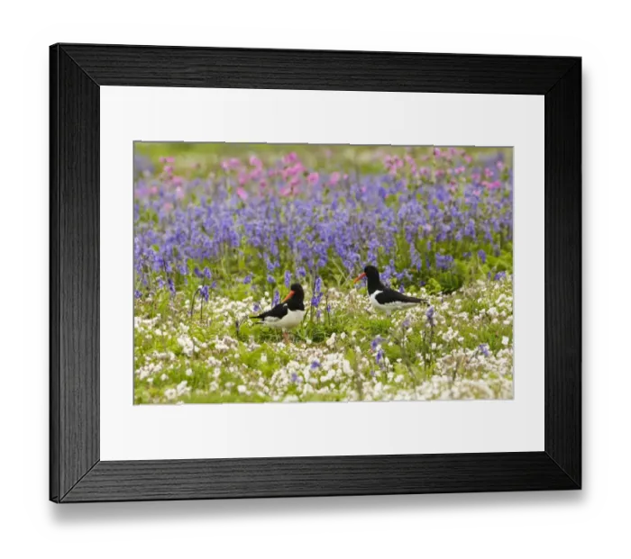 Framed Print : Eurasian Oystercatcher (Haematopus ostralegus) adult pair, breeding plumage
