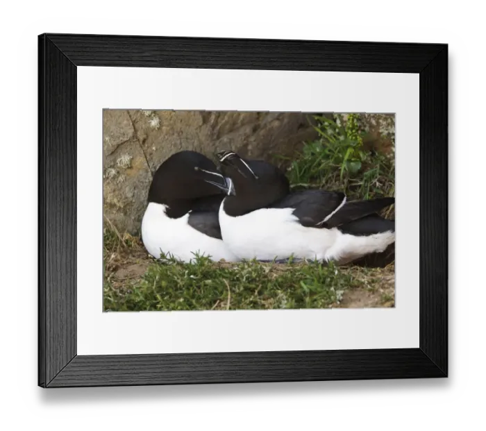 Framed Print : Razorbill (Alca torda) adult pair, breeding plumage, mutual preening at nest on cliff ledge, Skomer Island Framed Print : Razorbill (Alca torda) adult pair, breeding plumage, mutual preening at nest on cliff ledge, Skomer Island